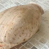 Large Melo Amphora seashell.