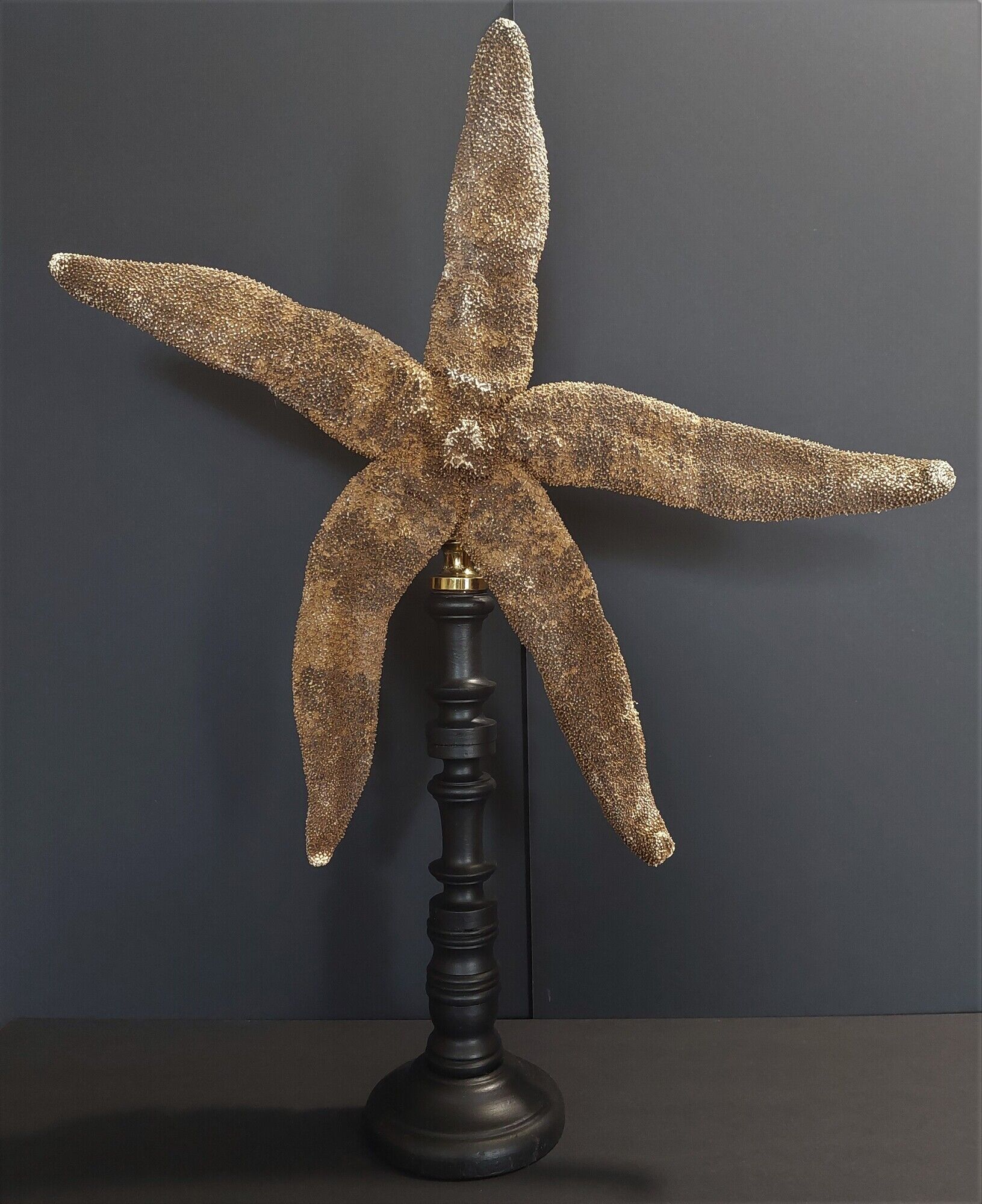 Giant starfish thromidia catalai on pedestal