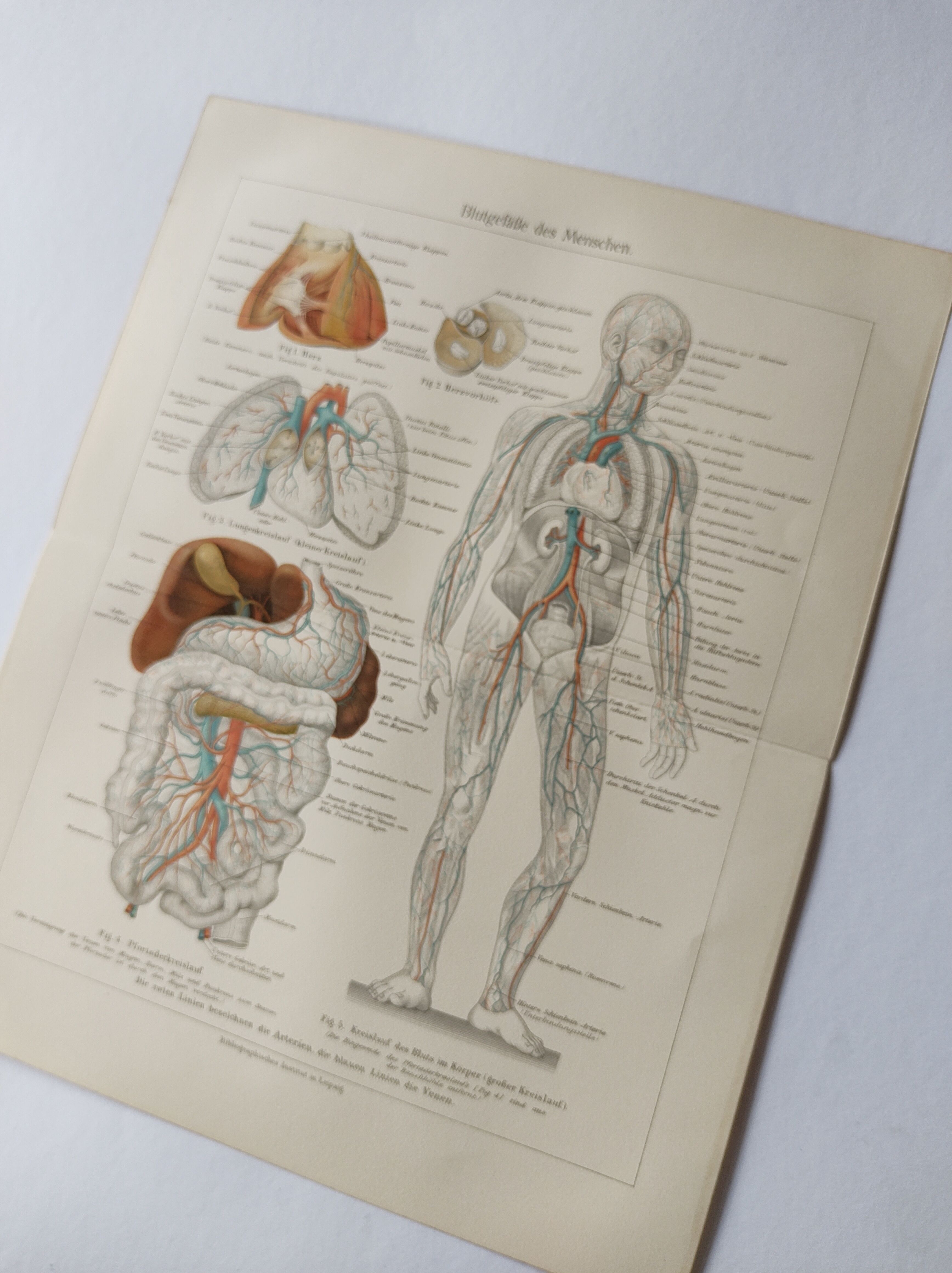 Anatomical Engraving - Human Blood Vessels - Original 1909 Poster