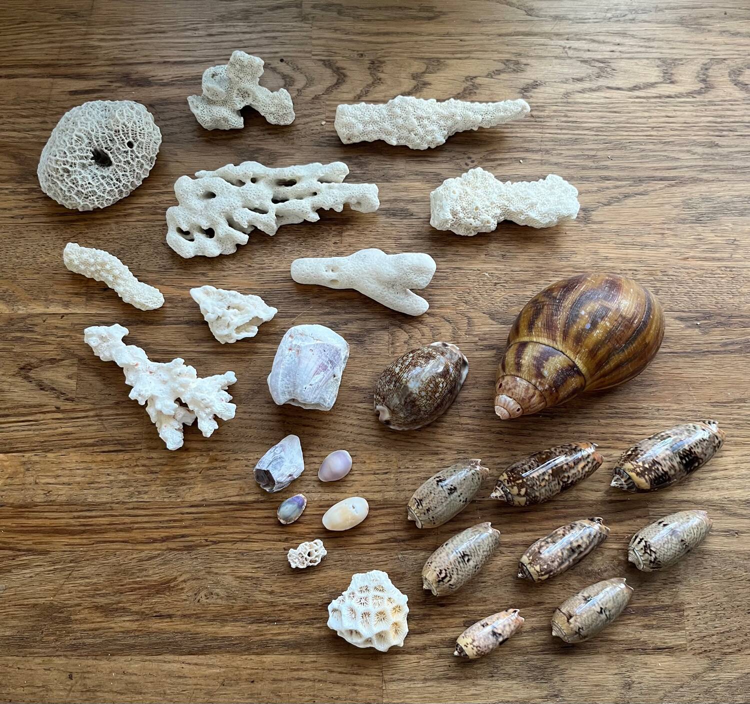 Set of natural shells and corals