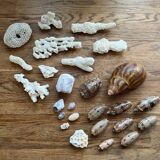 Set of natural shells and corals