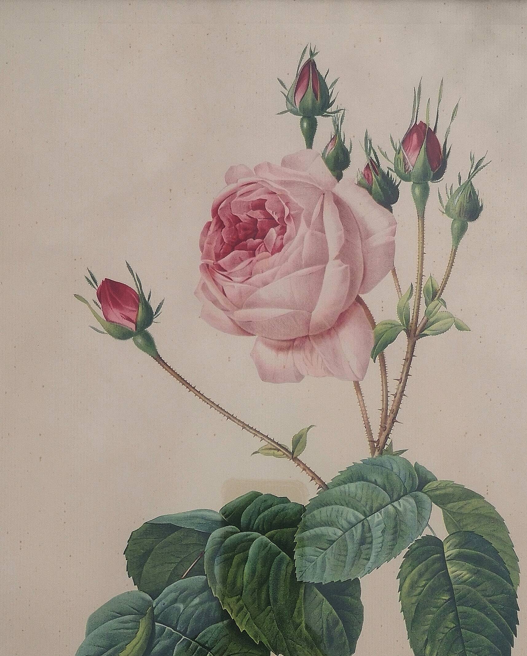 Framed lithograph by Pierre-Joseph Redouté