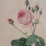 Framed lithograph by Pierre-Joseph Redouté