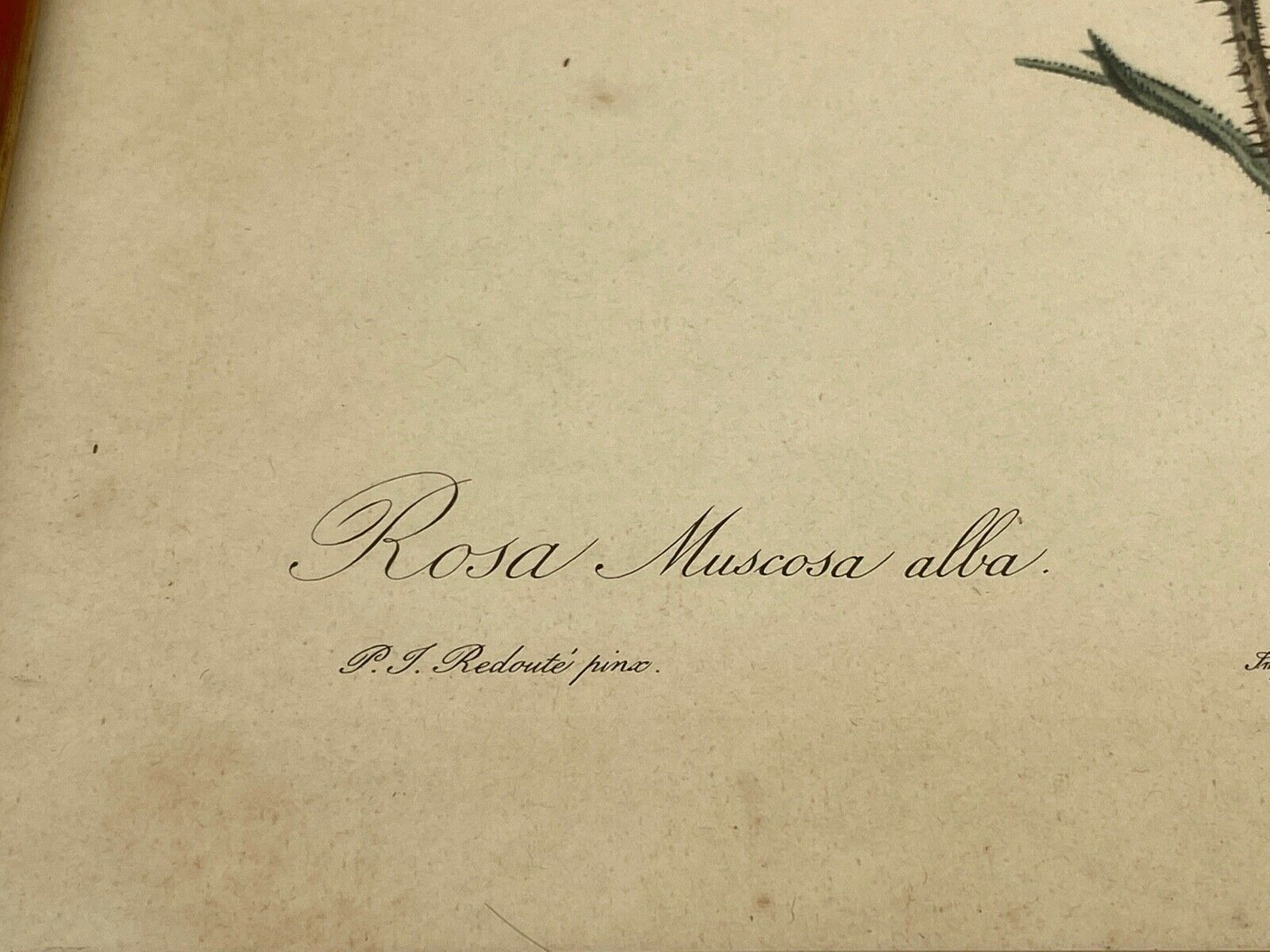 Lithographie rosier redoute Langlois Remond mousseux a fleurs blanches