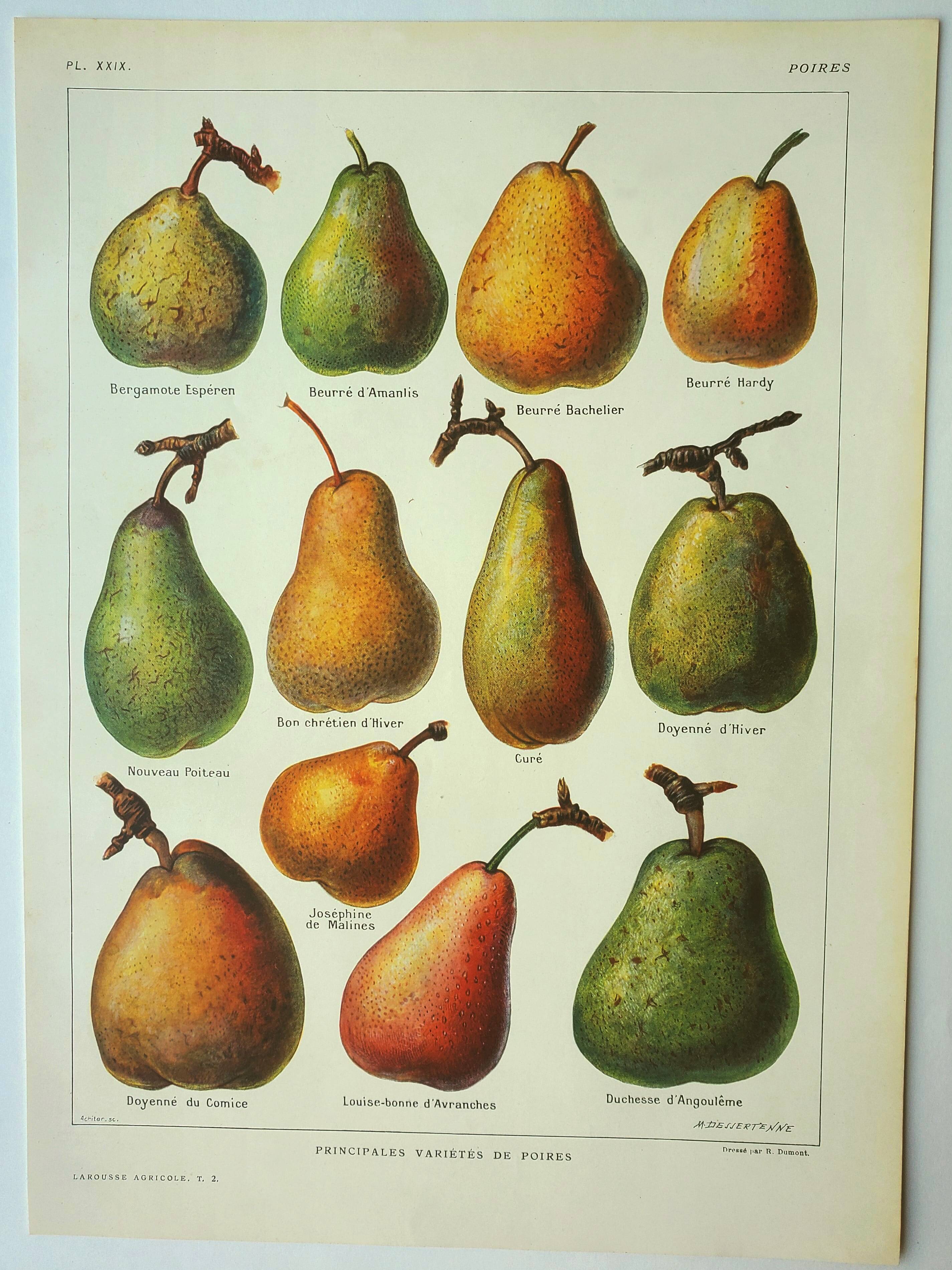 Old engraving 1922, Pear, varieties, fruit, pear tree, pomology • Lithograph, original illustration