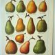 Old engraving 1922, Pear, varieties, fruit, pear tree, pomology • Lithograph, original illustration