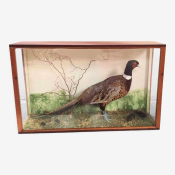 Taxidermy cabinet pheasant