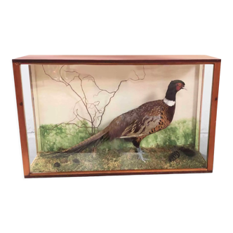 Taxidermy cabinet pheasant