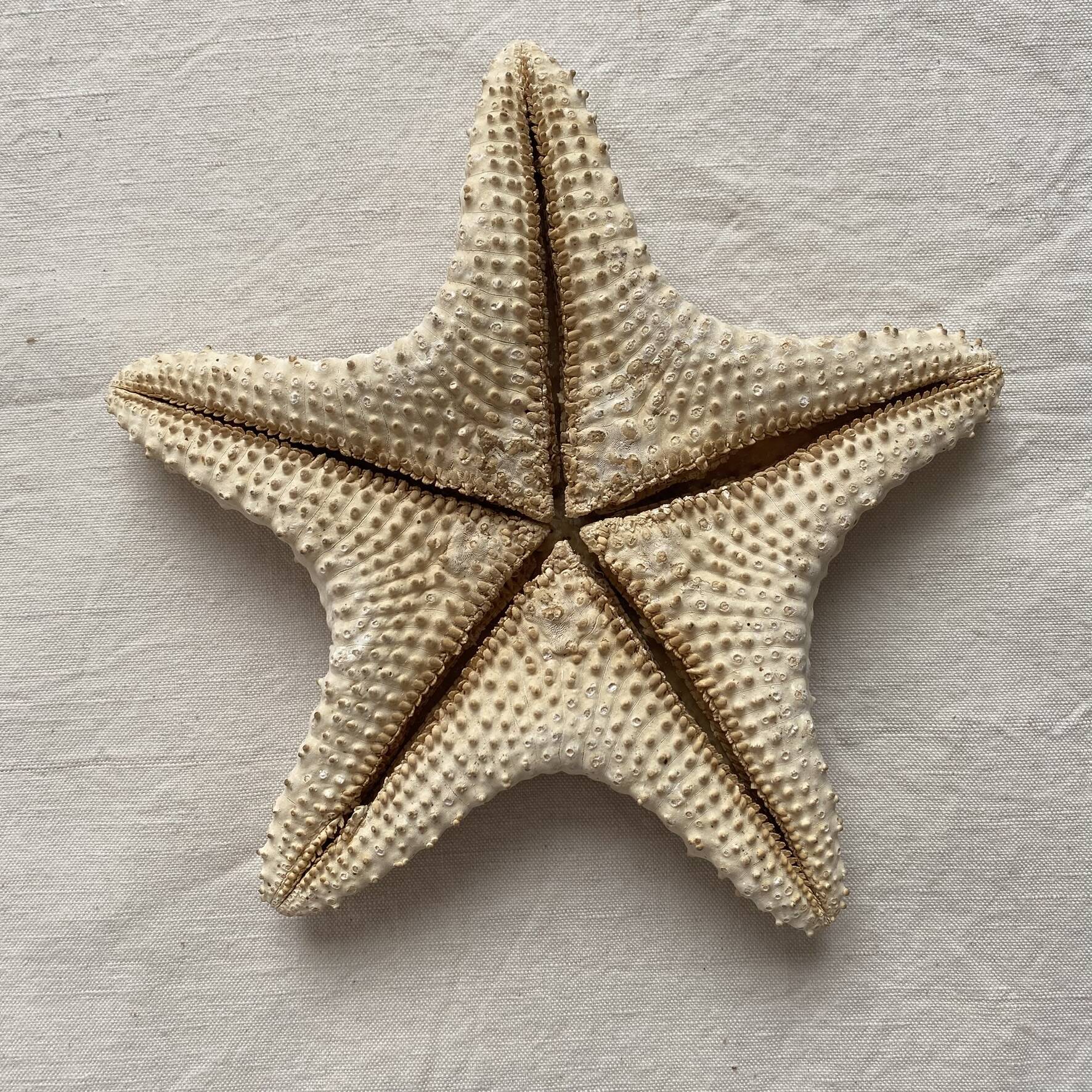 Large natural knotted starfish