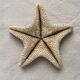 Large natural knotted starfish