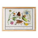 Small poster on insects and nature, based on an old engraving