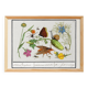 Small poster on insects and nature, based on an old engraving