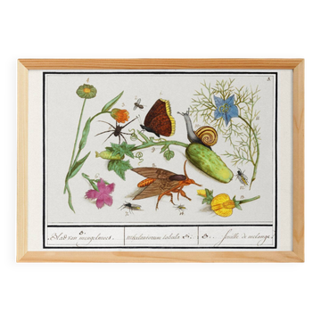 Small poster on insects and nature, based on an old engraving