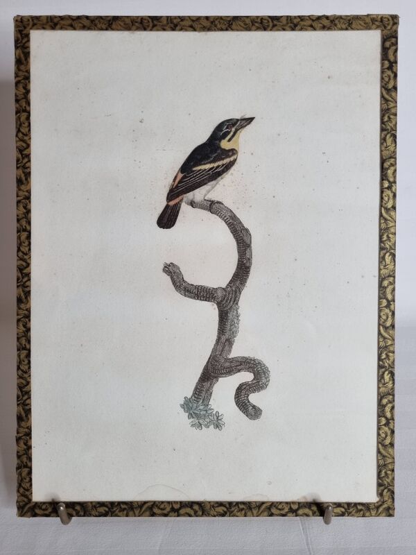 Gravure originale du début du XIXème siècle, Barbion à dos rouge d'après Jacques Barraband (1806)