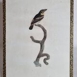 Original engraving of the early nineteenth century, Barbion with red back after Jacques Barraband (1806)