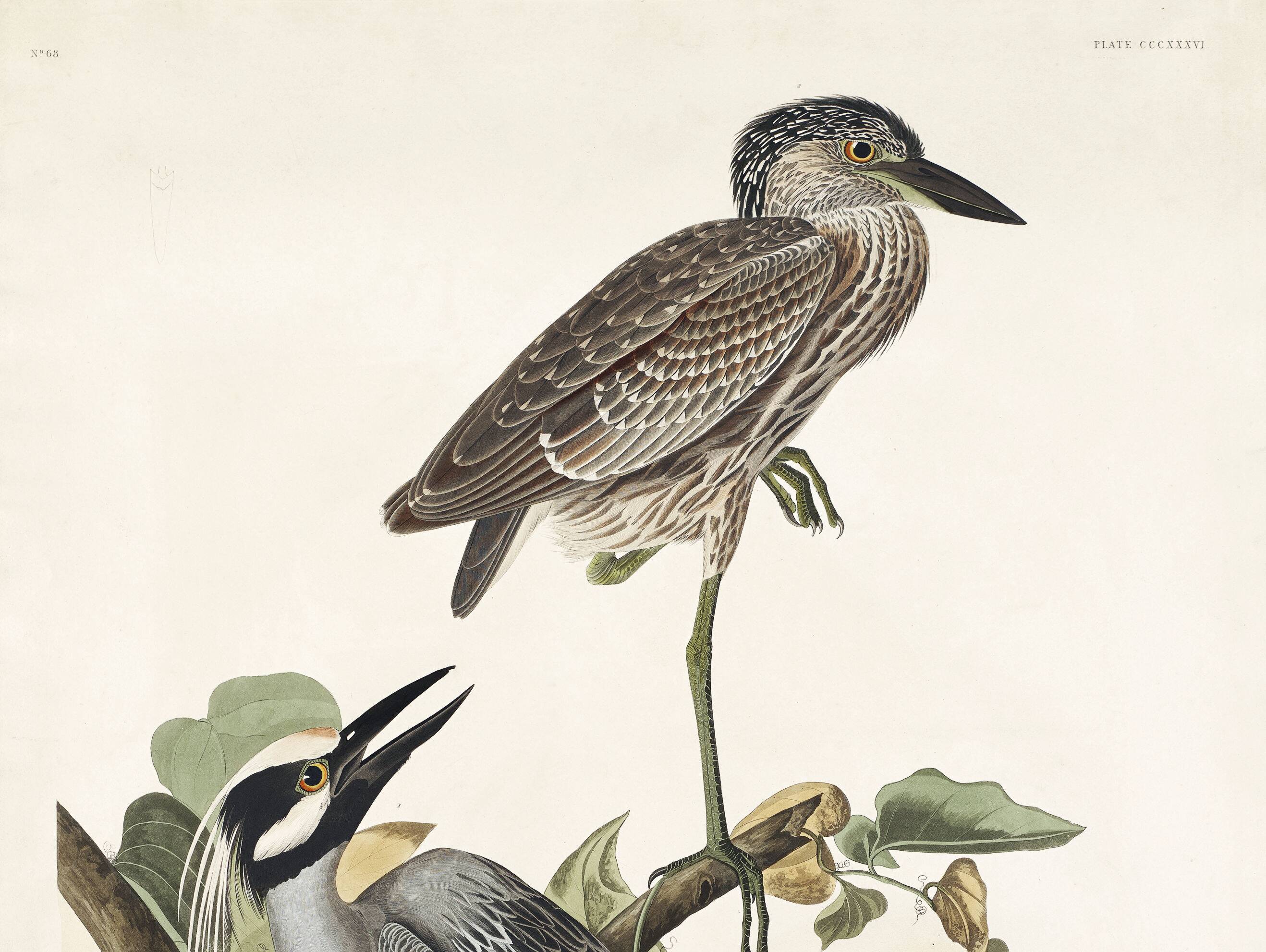 Poster about the violet night heron, based on an old engraving from 1827.