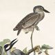 Poster about the violet night heron, based on an old engraving from 1827.