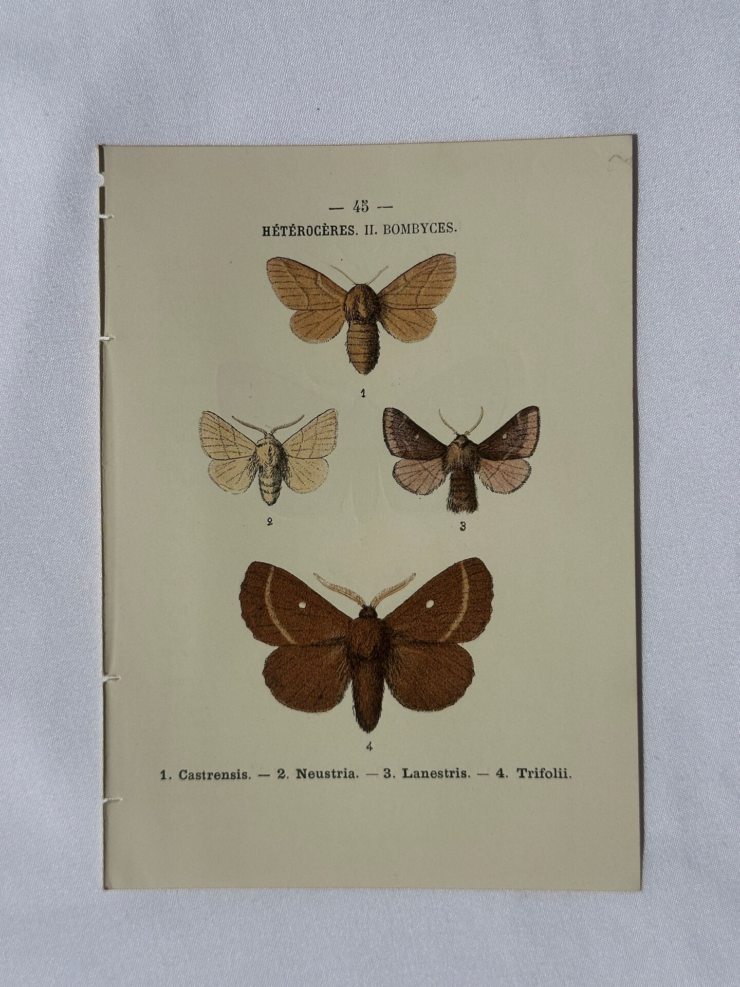 🦋 Botanical Plate Engraving of a Butterfly, 19th Century Naturalist, Front Side