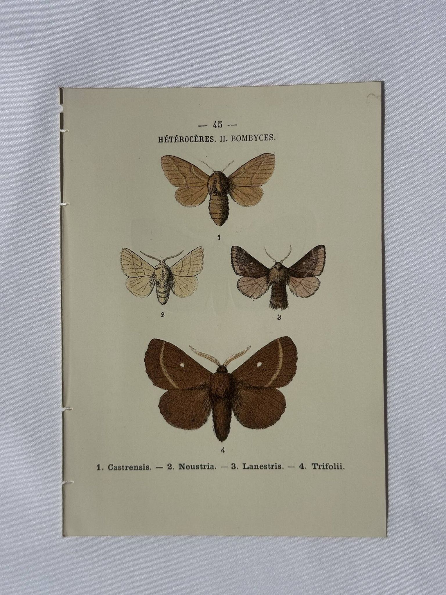 🦋 Botanical Plate Engraving of a Butterfly, 19th Century Naturalist, Front Side