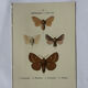 🦋 Botanical Plate Engraving of a Butterfly, 19th Century Naturalist, Front Side