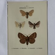 🦋 Botanical Plate Engraving of a Butterfly, 19th Century Naturalist, Front Side