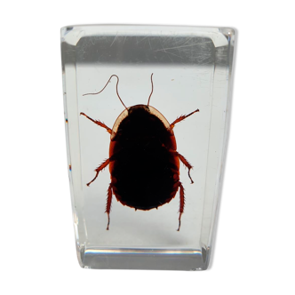 Insect under resin cockroach des sables
