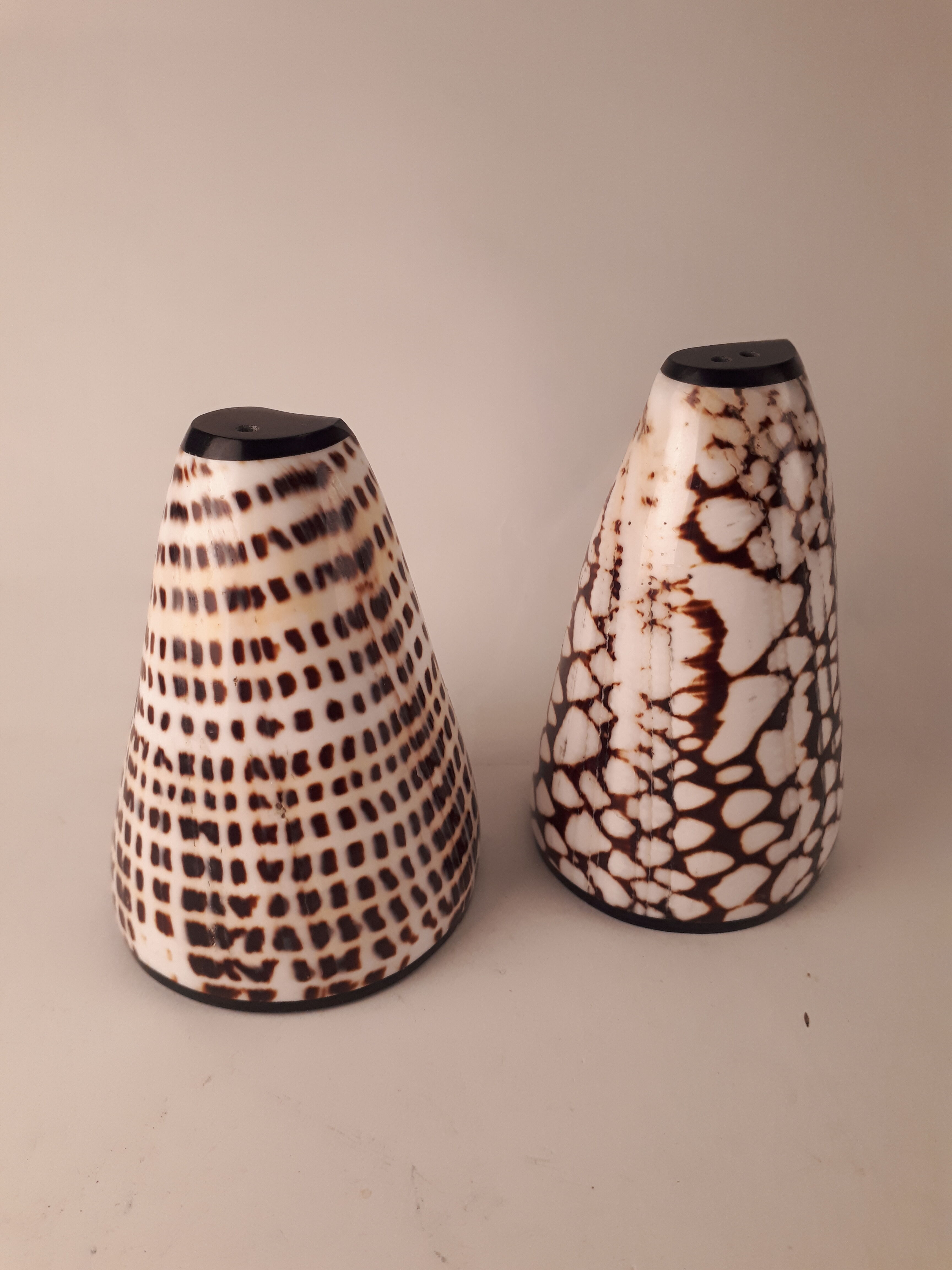 salt salt shaker sea shell real vintage nature curiosity