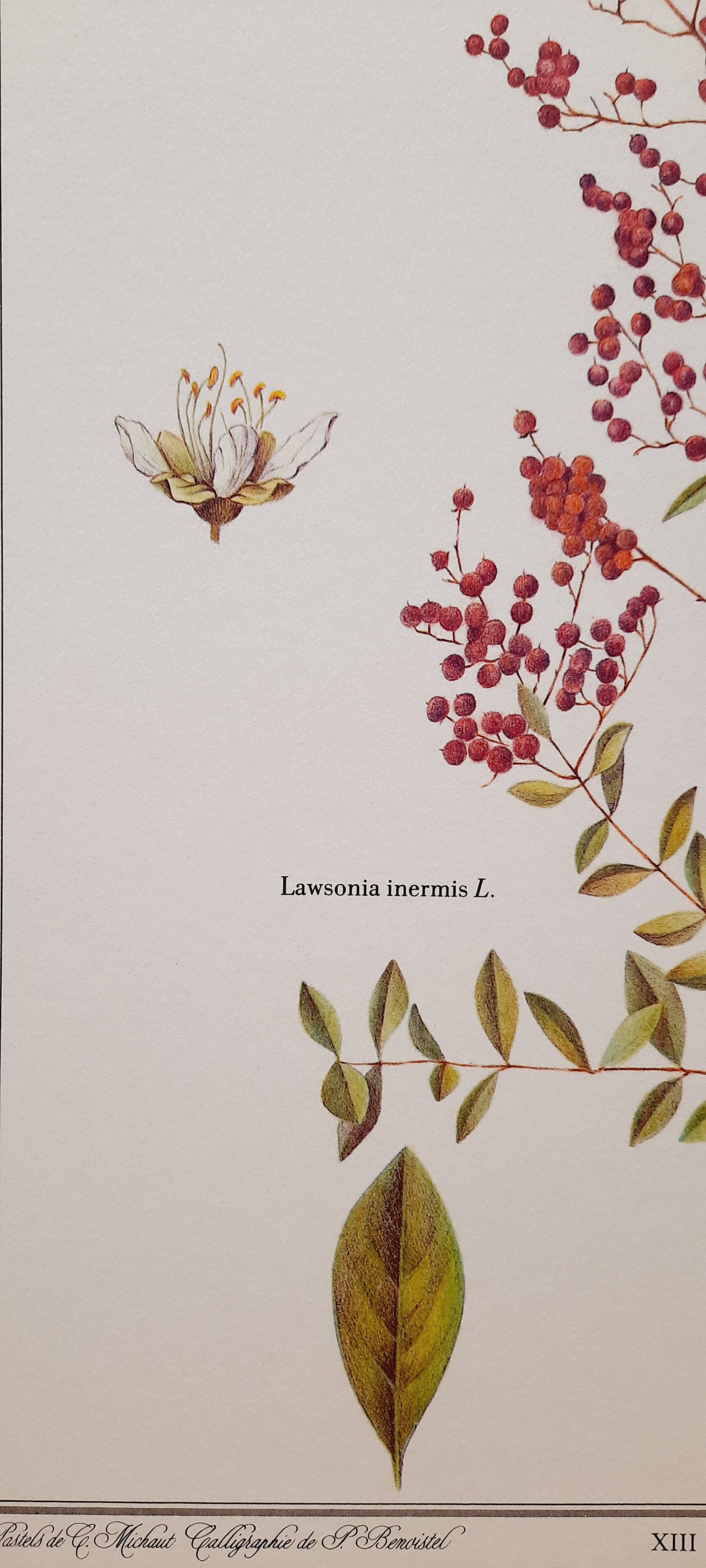 Botanical board Henna