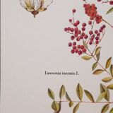 Botanical board Henna