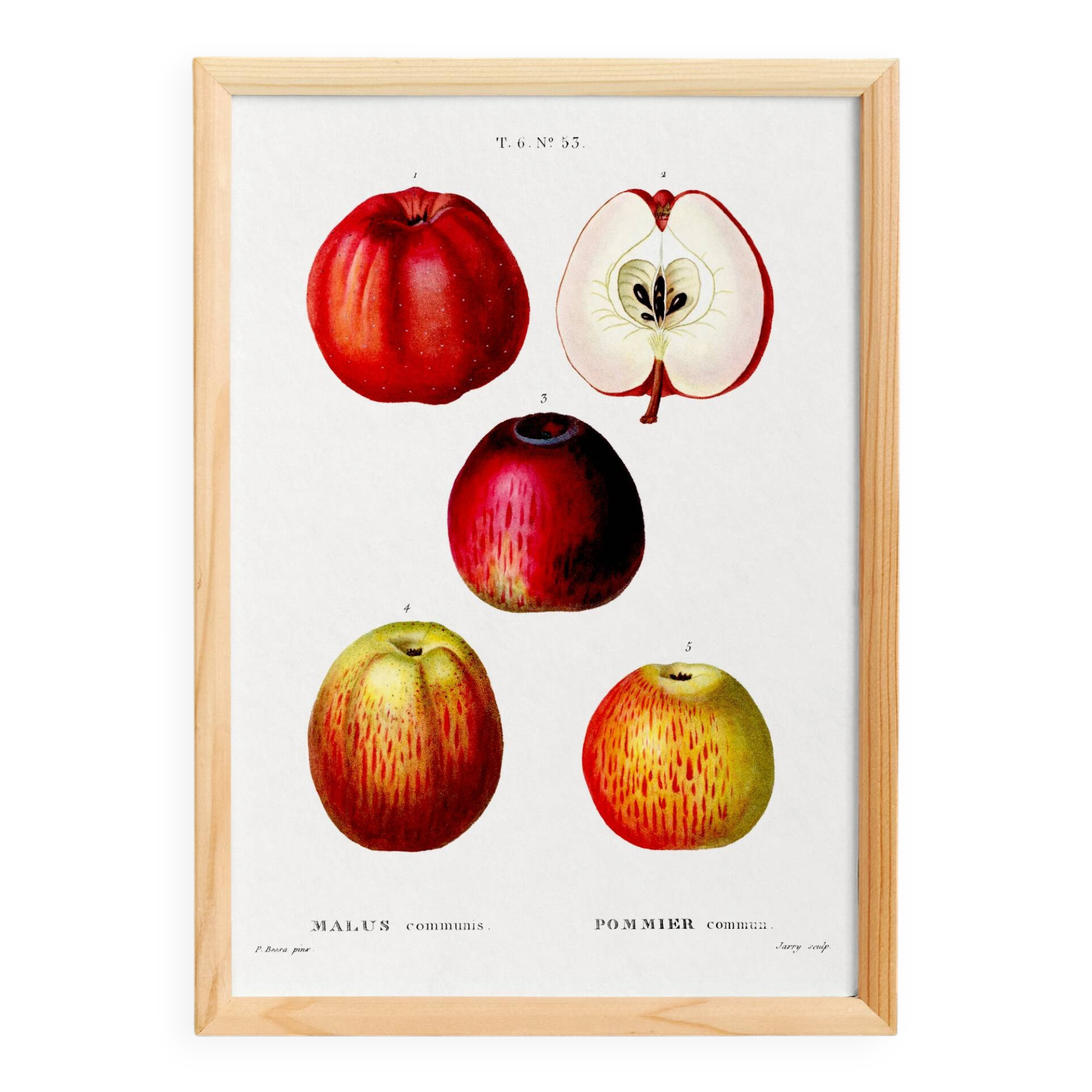 Vintage poster of the common apple tree, based on an engraving from 1802.