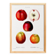 Vintage poster of the common apple tree, based on an engraving from 1802.