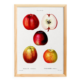 Vintage poster of the common apple tree, based on an engraving from 1802.
