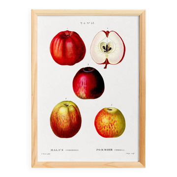 Affiche vintage sur le pommier commun, d’après une gravure de 1802