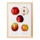 Vintage poster of the common apple tree, based on an engraving from 1802.