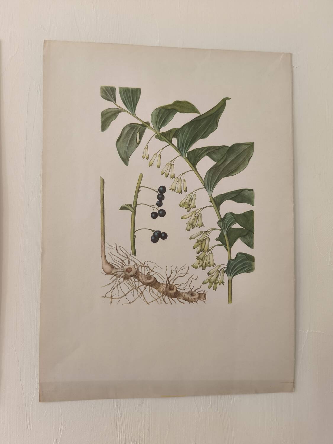 Old botanical illustration