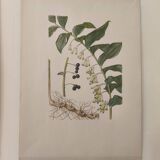 Old botanical illustration