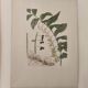 Old botanical illustration