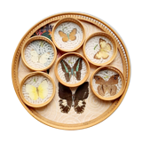 Butterfly tray and 6 coasters