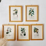 Lot de 5 cadres gravures botaniques ancienne