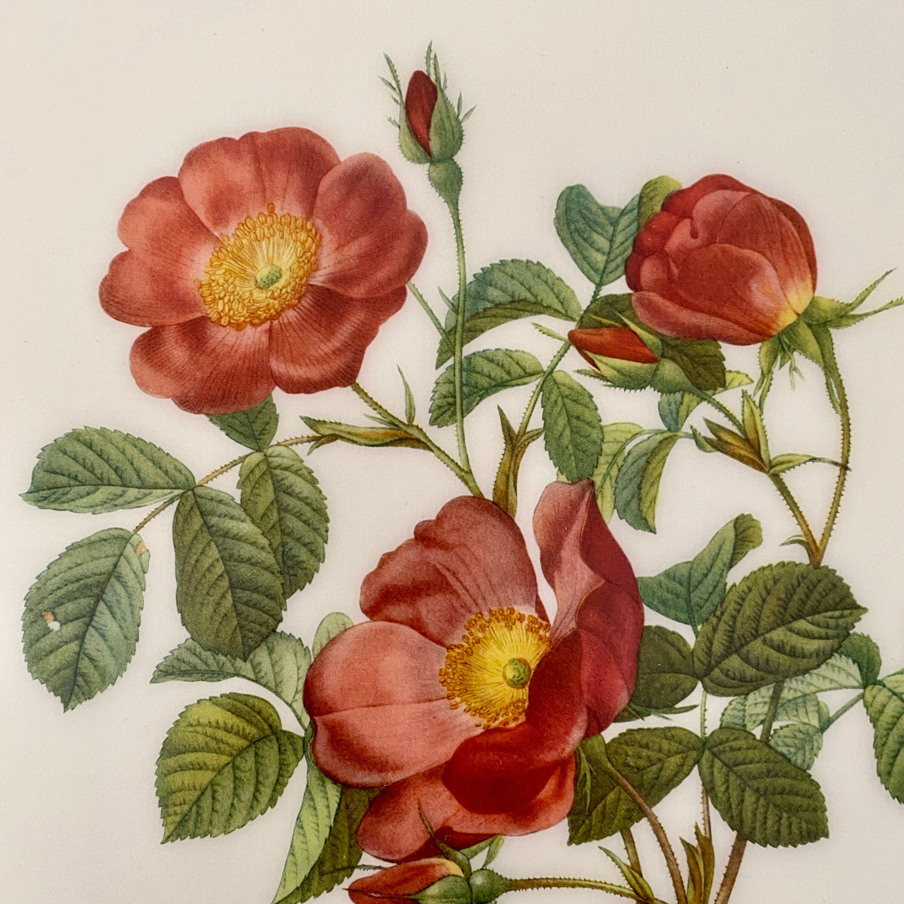 Affiche vintage, rosier d'amour de pj redouté