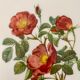 Affiche vintage, rosier d'amour de pj redouté