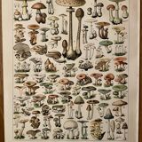 Lithograph on mushrooms (of Caesars) - 1900
