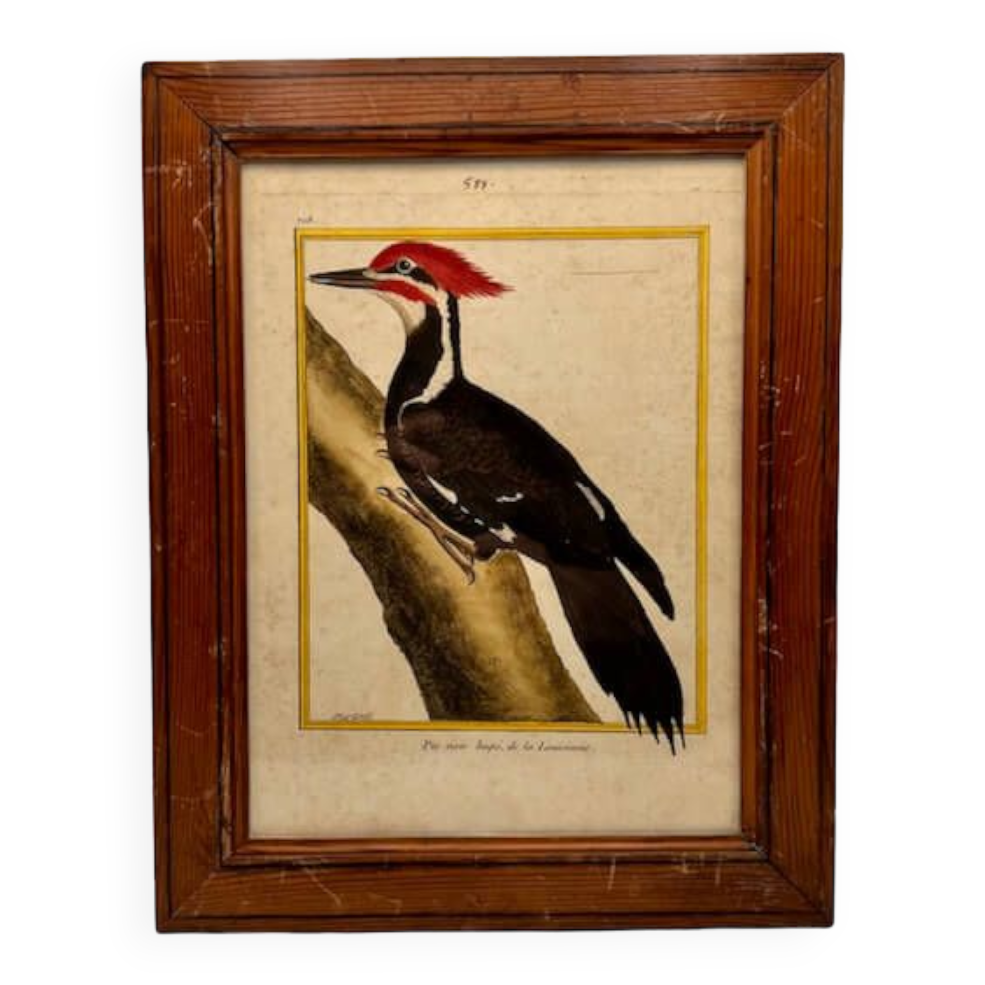 Engraving Crested Black Woodpecker from Louisiana