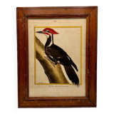 Engraving Crested Black Woodpecker from Louisiana