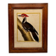 Engraving Crested Black Woodpecker from Louisiana