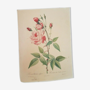 Rose lithograph Pierre-Joseph Redouté