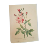 Rosier lithographie Pierre-Joseph Redouté