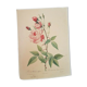 Rose lithograph Pierre-Joseph Redouté