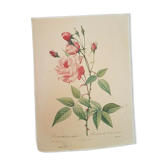 Rose lithograph Pierre-Joseph Redouté
