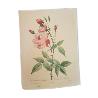 Rosier lithographie Pierre-Joseph Redouté